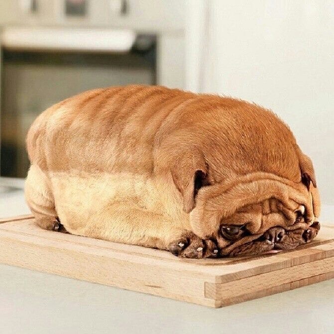 dog-boxed-bread.jpg